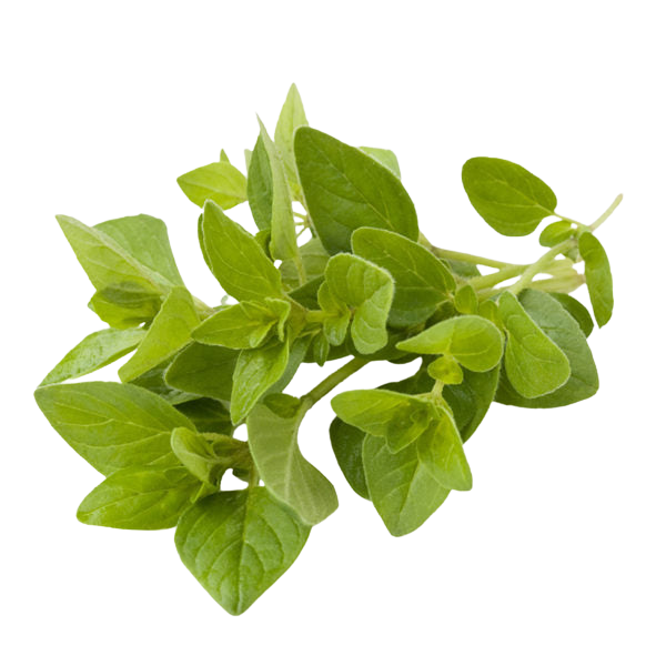 Oregano Bunch