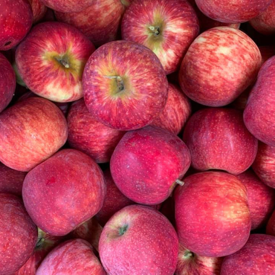 Apples Picnic Point 5kg