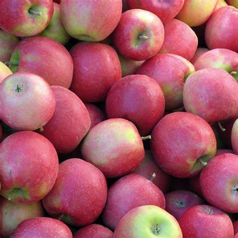 Apples Pink Lady 5kg