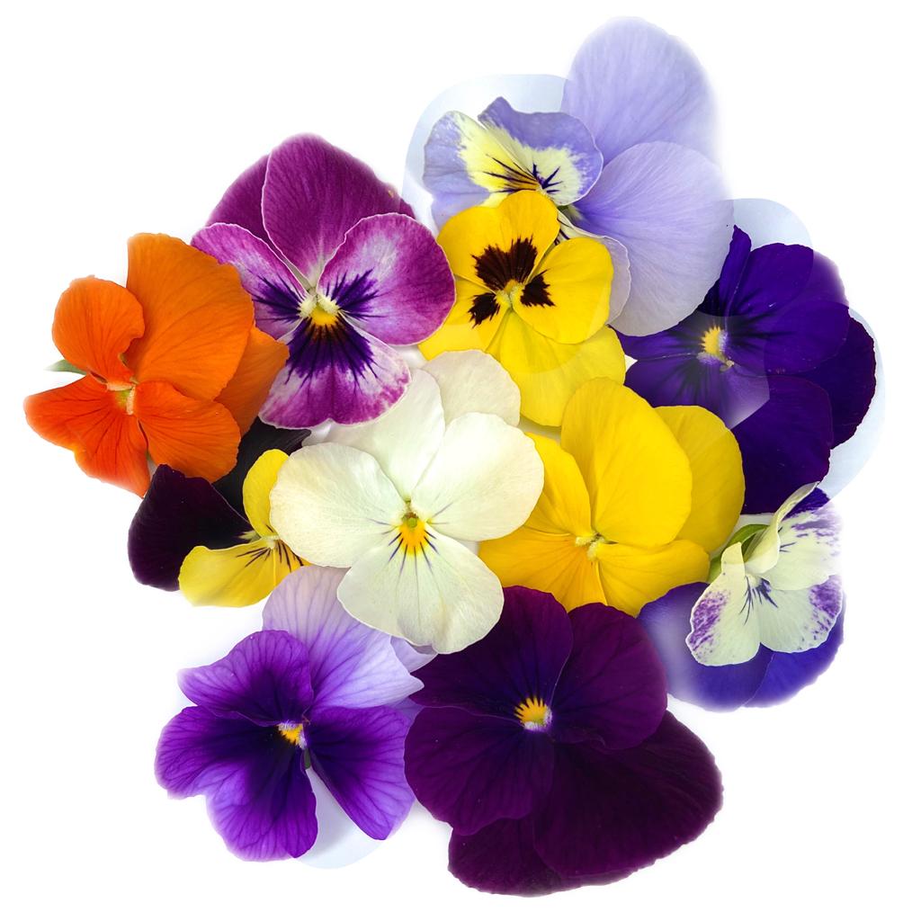 Edible Flowers