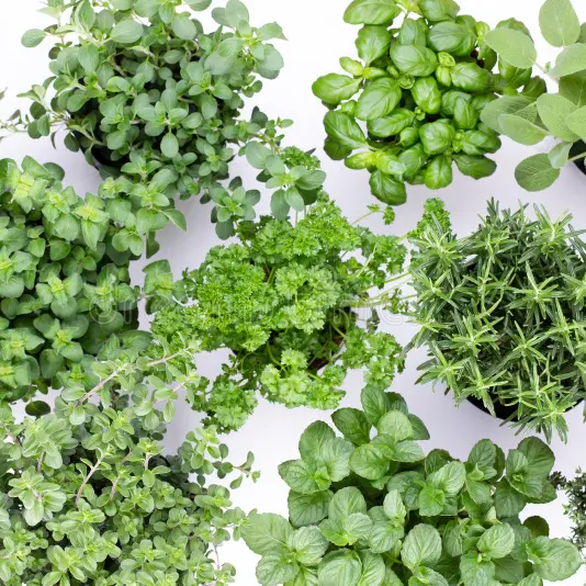 Micro Herb Pot Assorted